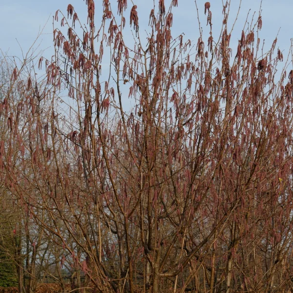 Corylus avellana 'Rode Zellernoot' – roodbladige hazelaar