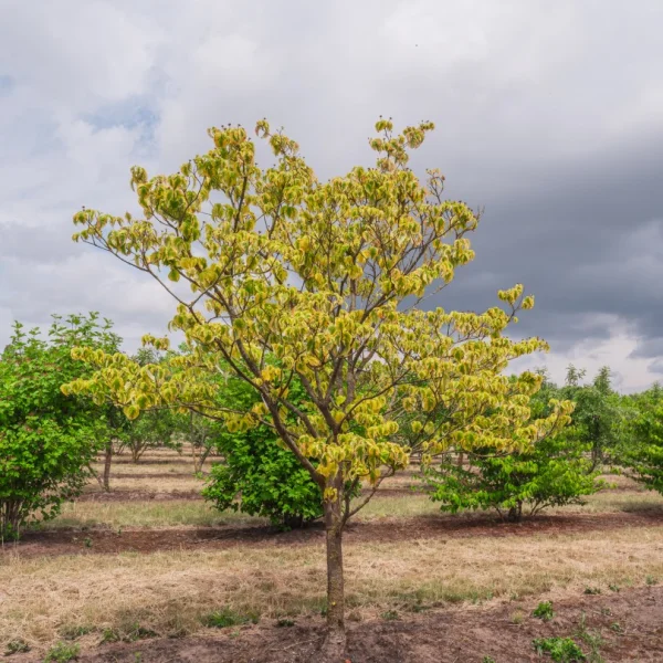 Cornus florida 'Rainbow' – Oost-Amerikaanse kornoelje (cv)