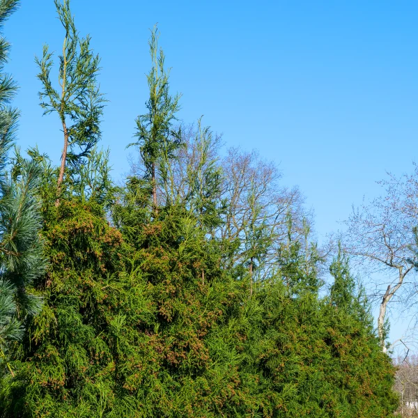 Cryptomeria japonica 'Rasen'