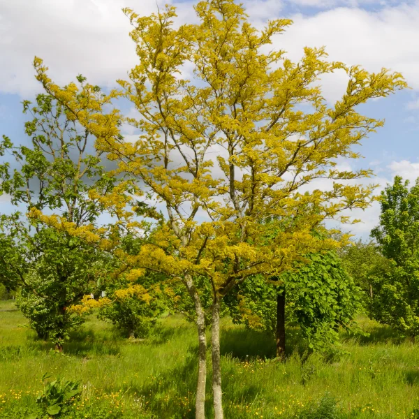 Gleditsia triacanthos 'Sunburst' – Valse Christusdoorn (cv)