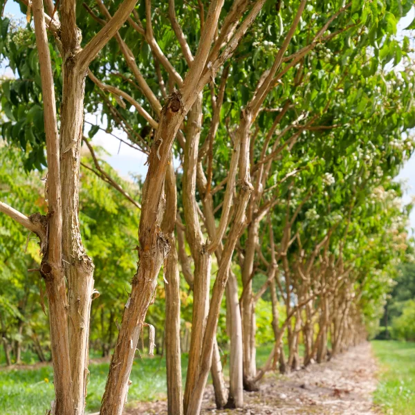 Heptacodium miconioides – Zevenzonenboom
