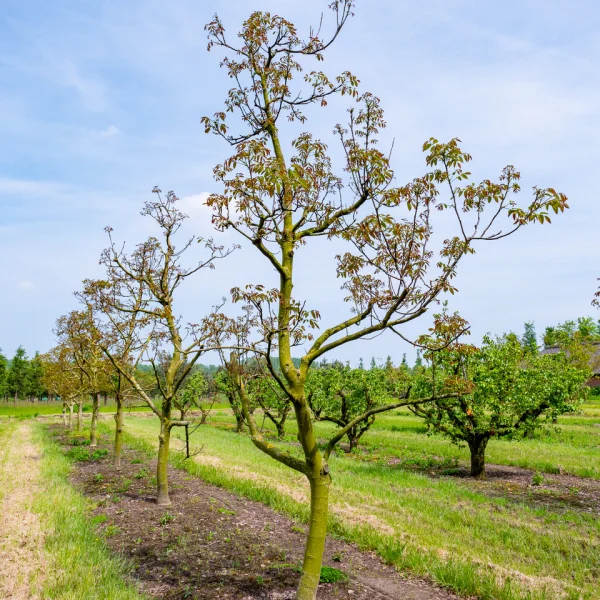 Juglans regia 'Lange van Lod' – Walnoot (cv)