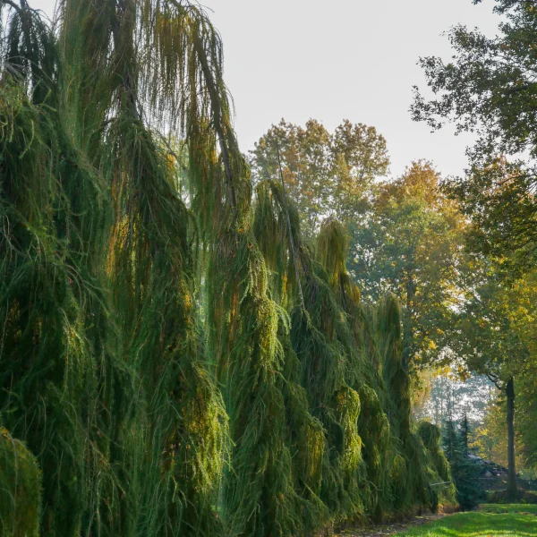 Larix decidua 'Puli'