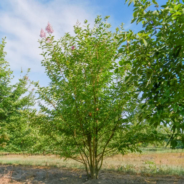 Lagerstroemia indica – Indische sering