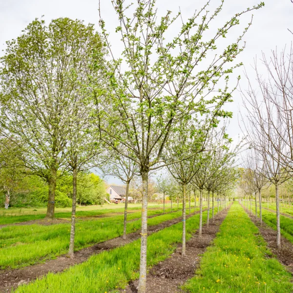 Malus domestica 'Reinette Blanche du Canada' – Appel (cv)
