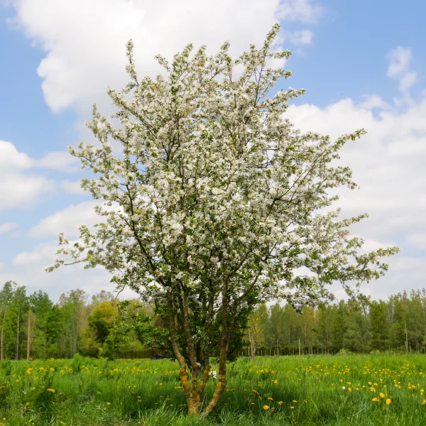 Malus 'Red Sentinel' – Sierappel (cv)