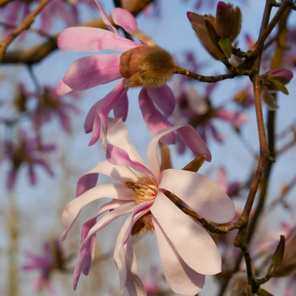 Magnolia stellata 'Rosea' – Stermagnolia (cv)