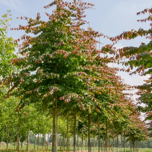 Parrotia persica – Perzisch ijzerhout