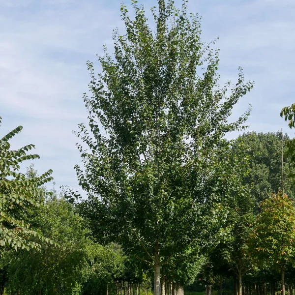 Populus tremula 'Tapiau' – Ratelpopulier (cv)