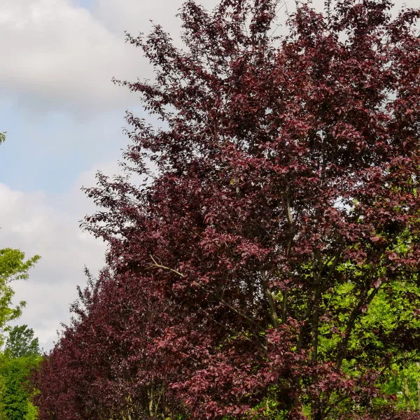 Prunus cerasifera 'Nigra' – Kerspruim