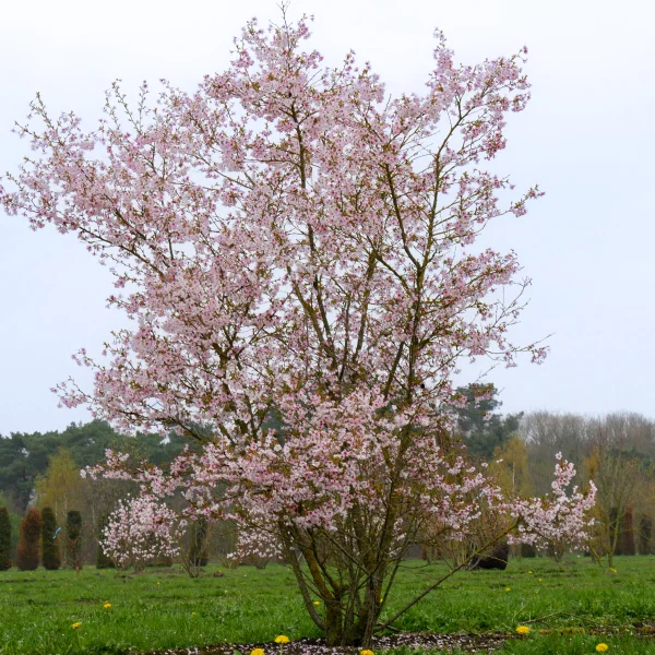 Prunus incisa 'Mikinori'