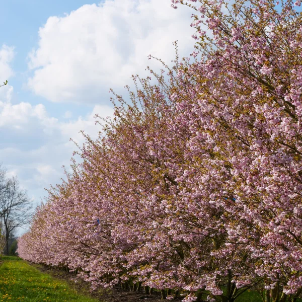 Prunus incisa 'Oshidori'