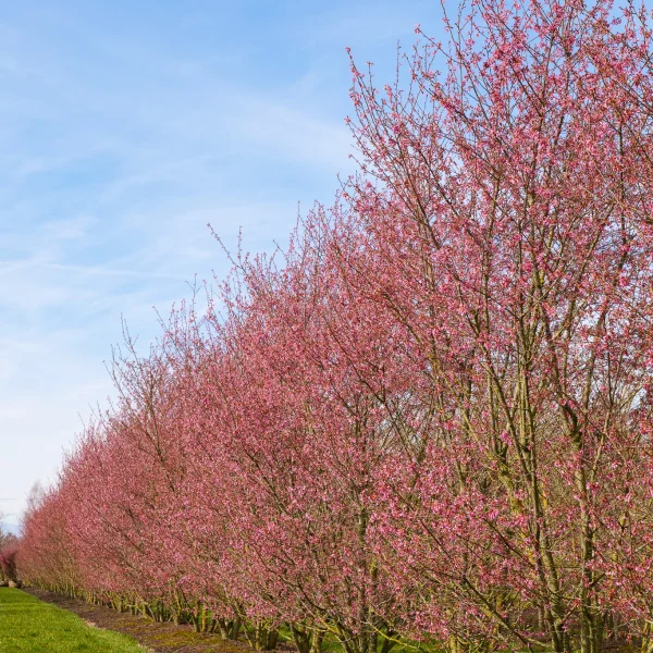 Prunus incisa 'Paean'