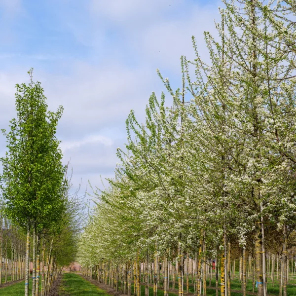 Prunus mahaleb – Weichselboom