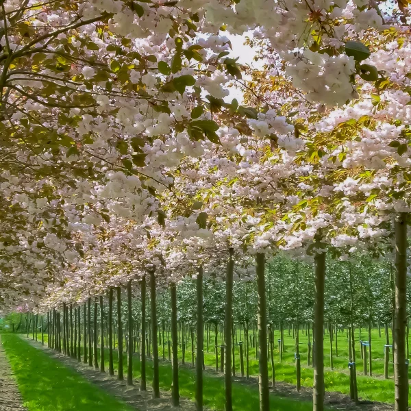Prunus serrulata 'Fugenzo' – Sierkers (cv)