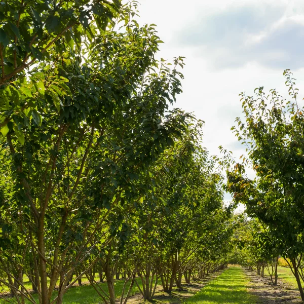 Prunus serrulata 'Kanzan' – Sierkers (cv)