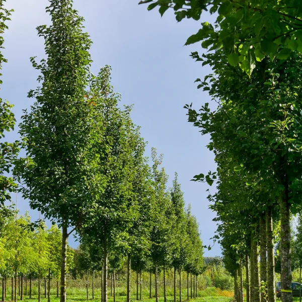 Pyrus calleryana 'Chanticleer' – Sierpeer (cv)
