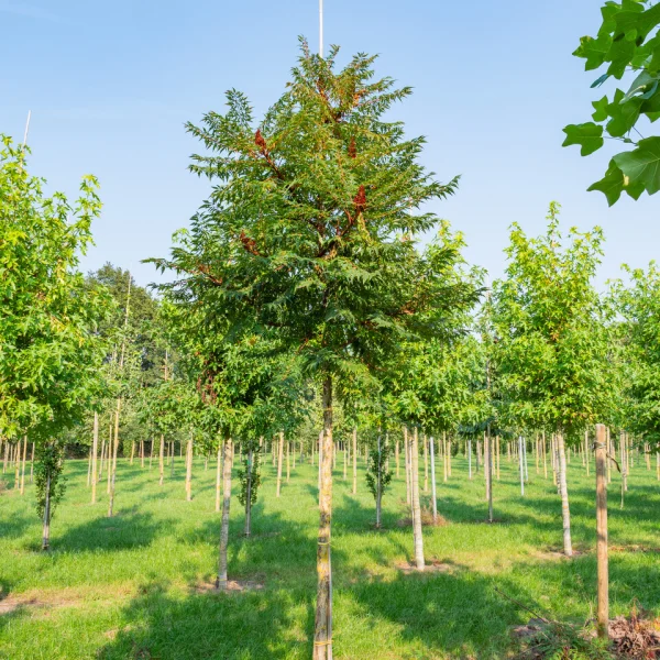 Rhus glabra 'Laciniata' – Gladde sumak, gladde azijnstruik