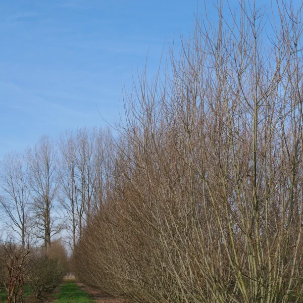 Salix triandra 'Semperflorens' – Amandelwilg (cv)