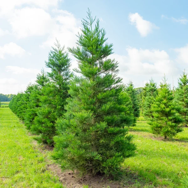 Sequoiadendron gig. 'Healthy Mammoth Two' PBR – Mammoetboom (cv)