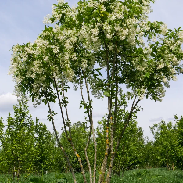 Staphylea colchica – Colchische pimpernoot