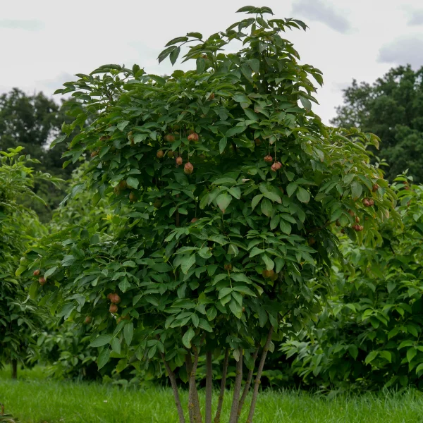 Staphylea pinnata – Gewone pimpernoot