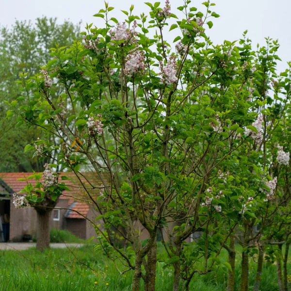 Syringa vulgaris 'Beauty of Moscow' – Gewone sering (cv)