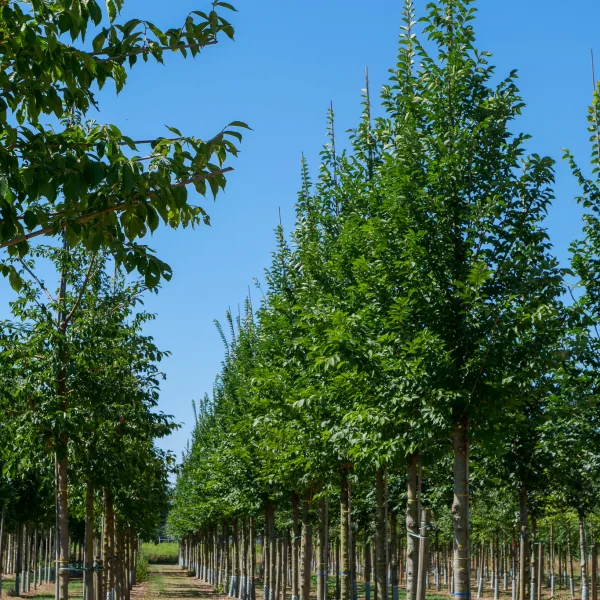 Ulmus VADA ('Wanoux')