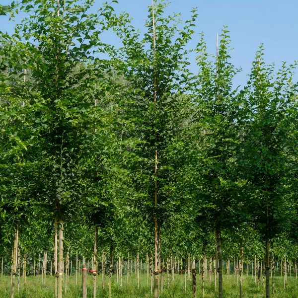 Ulmus 'Urban'