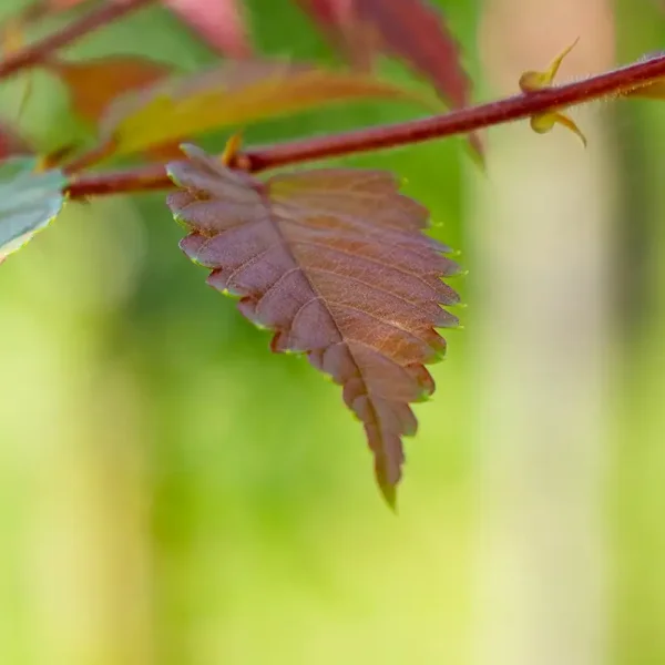 Zelkova serrata 'Urban Ruby' – Japanse zelkova (cv)