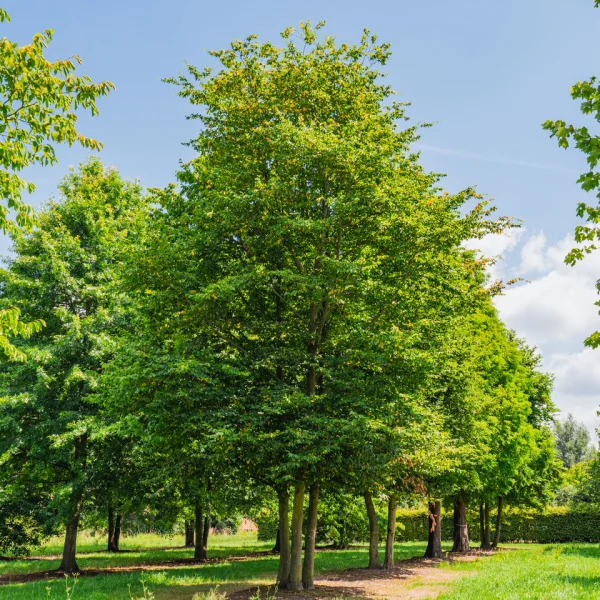 Carpinus betulus – Gewone haagbeuk
