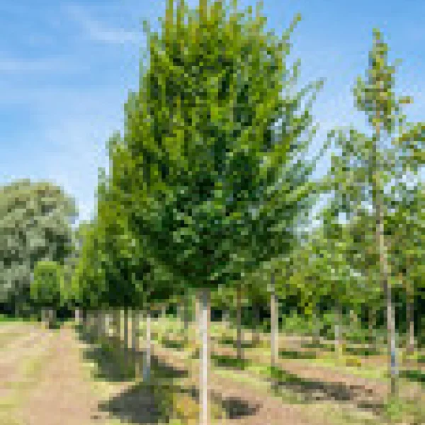 Carpinus betulus 'Lucas' &ndash; Haagbeuk (cv)