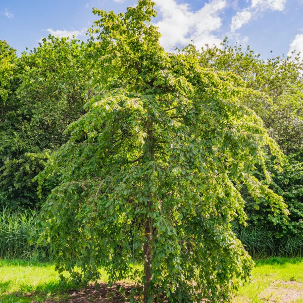 Carpinus betulus 'Pendula' &ndash; Treurende haagbeuk