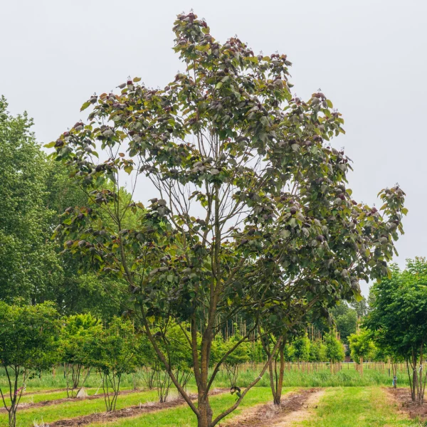 Catalpa ×erubescens 'Purpurea' &ndash; Purperbladige trompetboom (cv)