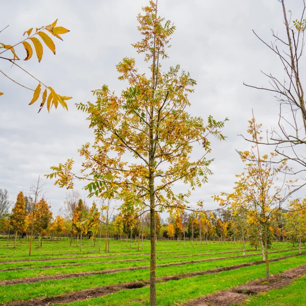 Carya illinoinensis &ndash; Pekannoot