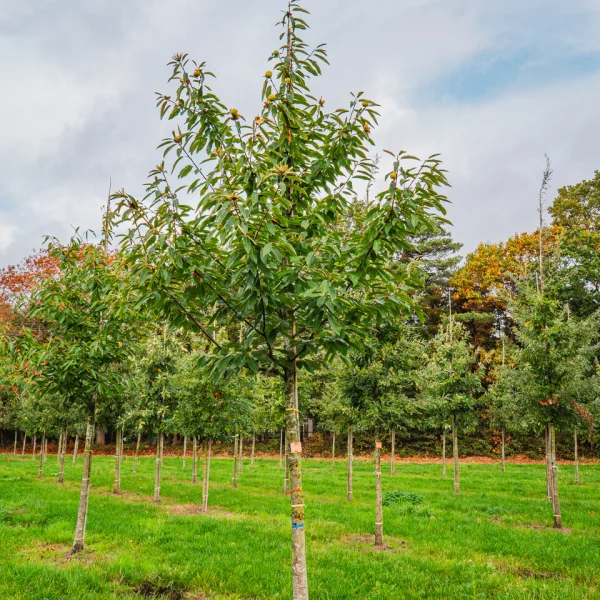 Castanea sativa &ndash; Tamme kastanje