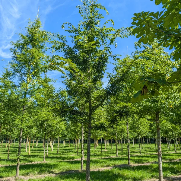 Celtis bungeana