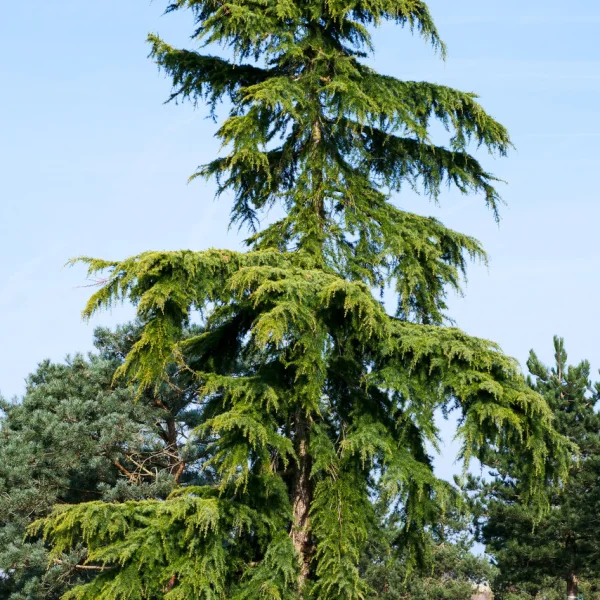 Cedrus deodara 'Aurea' &ndash; Himalayaceder (cv)