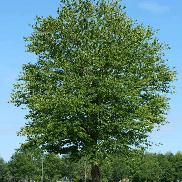 Cercidiphyllum japonicum &ndash; Katsuraboom