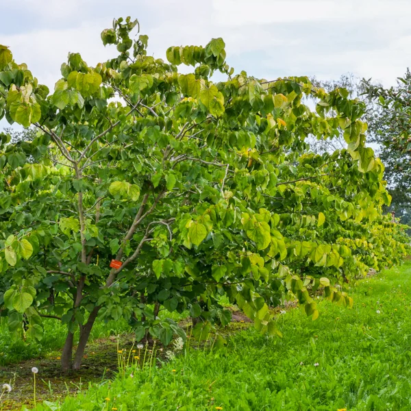 Cercis gigantea &ndash; Grootbladige Judasboom