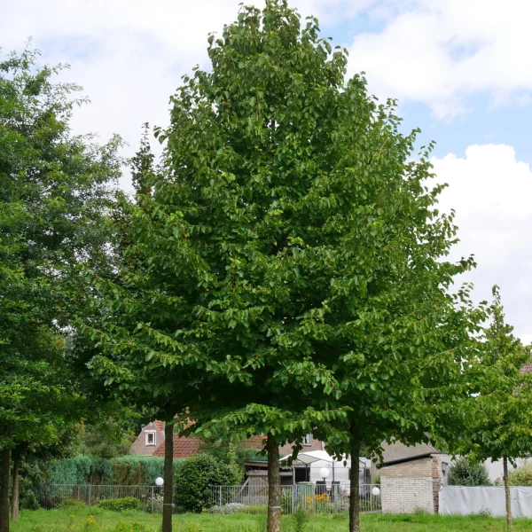 Corylus colurna &ndash; Boomhazelaar ,Turkse hazelaar