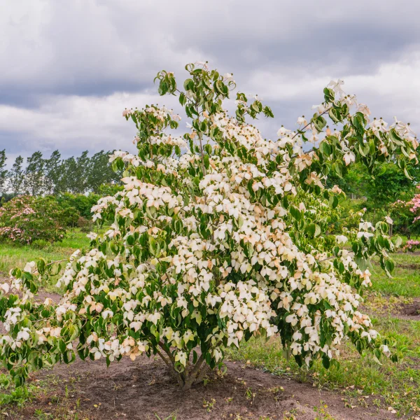 Cornus kousa var. chinensis &ndash; Japanse grootbloemige kornoelje (v)