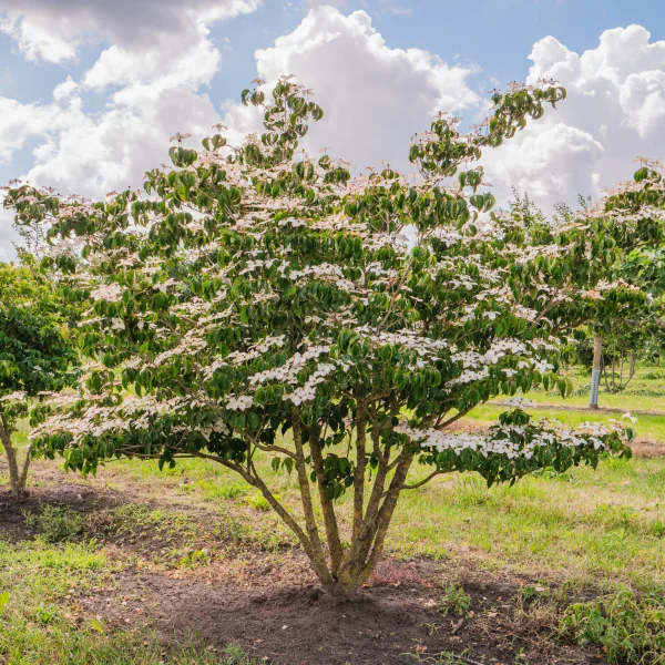 Cornus kousa &ndash; Japanse grootbloemige kornoelje
