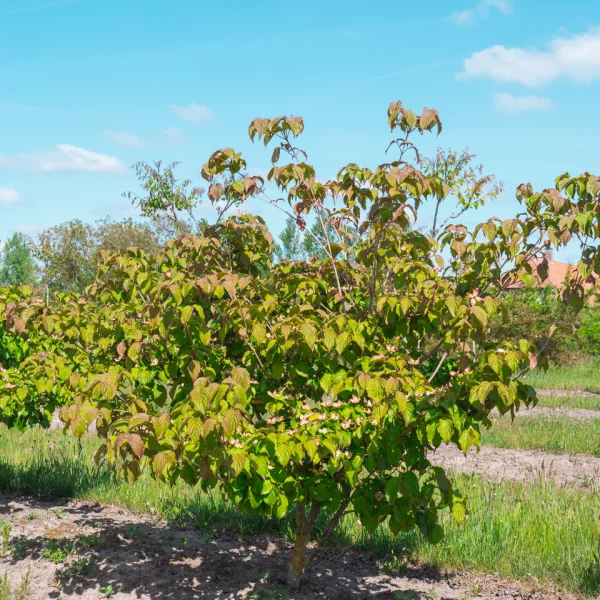 Cornus kousa 'Satomi' &ndash; Japanse grootbloemige kornoelje (cv)