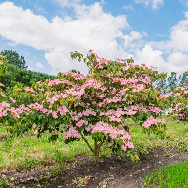 Cornus kousa 'Satomi' &ndash; Japanse grootbloemige kornoelje (cv)