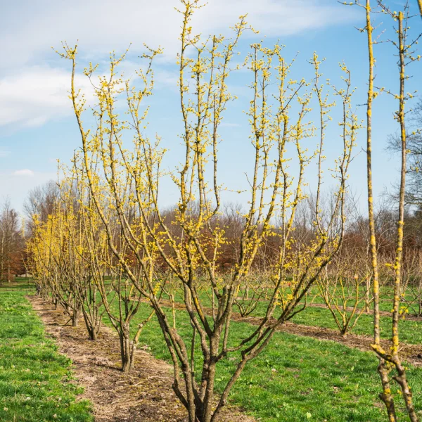 Cornus mas &ndash; Gele kornoelje