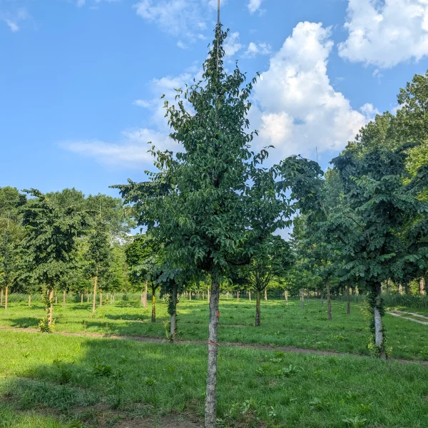 Cornus officinalis &ndash; Japanse kornoelje