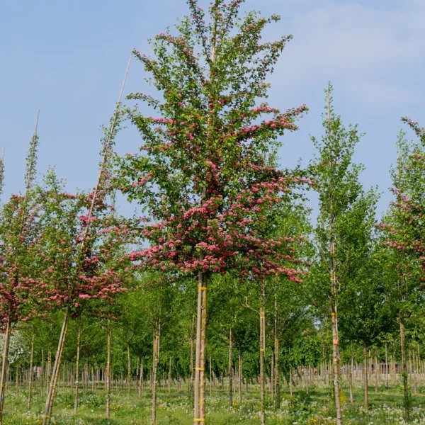 Crataegus ×media 'Paul's Scarlet' &ndash; Rode meidoorn