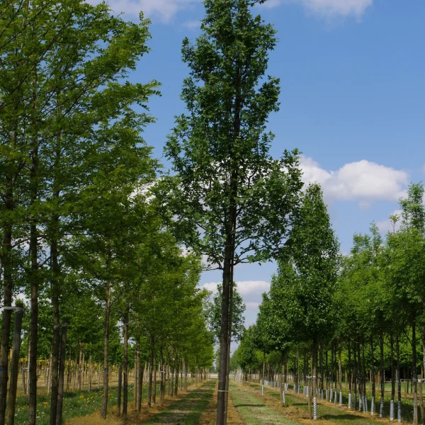 Malus trilobata