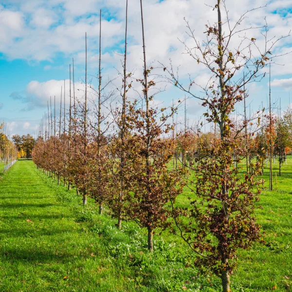 Fagus sylvatica 'Brathay Purple' – Bruine beuk, rode beuk (cv)